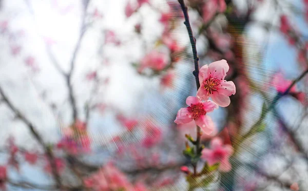 Rosa Blommor Ett Vårträd Horisontell Bakgrund Struktur Bild Suddig Mjuk — Stockfoto