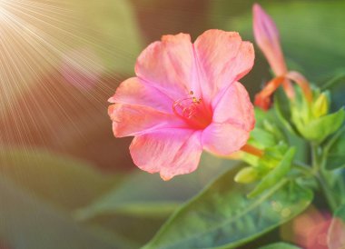 Güneşin altında güzel kırmızı bahar çiçeği