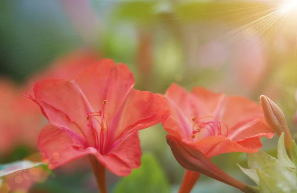 Bellissimi fiori rossi primaverili al sole — Foto Stock