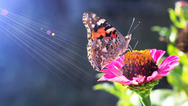 Ljus Fjäril Samlar Nektar Rosa Blomma Solen Sommardag Bred Horisontell — Stockfoto