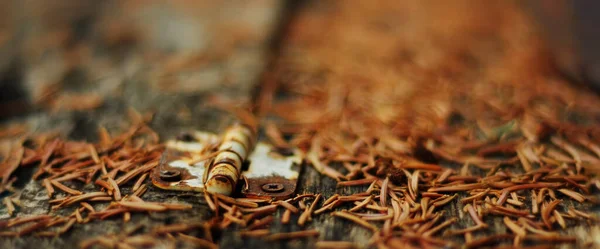 an old rusty furniture loop with traces of white paint close-up lies in fallen red autumn pine needles, horizontal wide banner with soft selective focus and blurred background, free space for text