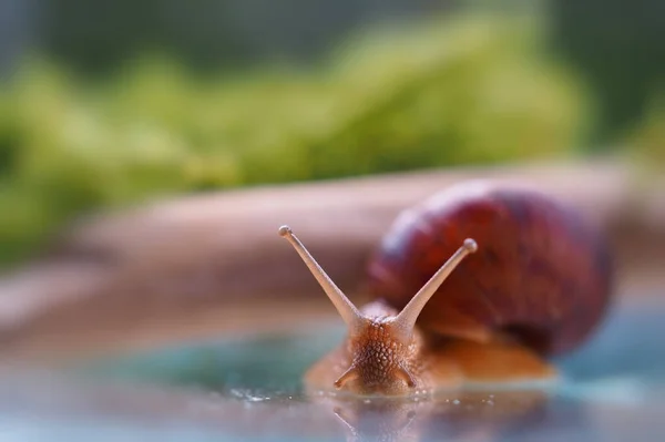 A small brown grape snail close-up crawls near moss and twigs, horizontal blurry image, free space for text, defocus, nature beauty, ecology, environmental protection, natural background, wallpaper