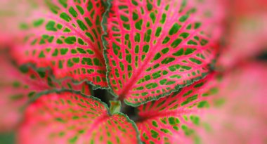 Yeşil kırmızı yapraklı bitki, doğanın makrofotoğrafçılığı için seçici yumuşak odak alanını bozan soyut arka plan yatay görüntü bulanıklaştırır.