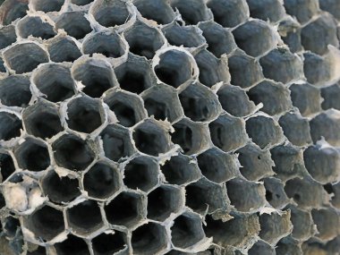 boş eşekarıları soyut doğal arkaplan yuvası