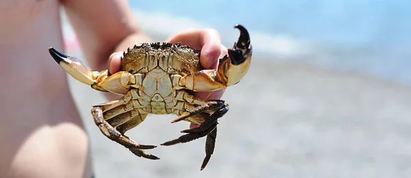 large sea crab in hand close-up, horizontal wide banner, blurred background, nature, sea, summer, vacation, travel