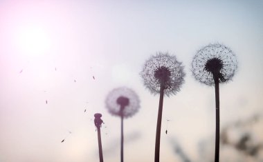 Kuru karahindibalardan oluşan küçük paraşütler mavi gökyüzüne doğru uçar. Güneş ışığı, yumuşak odaklı yatay görüntü ve metin için boş alan ile.
