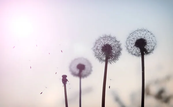 Små Fallskärmar Torra Maskrosor Flyger Den Blå Himlen Med Solljus — Stockfoto