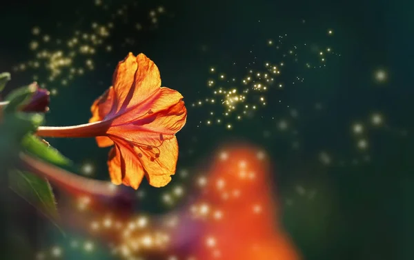Помаранчева Квітка Мірабіс Крупним Планом Сумішах Сонячного Світла Заході Сонця — стокове фото