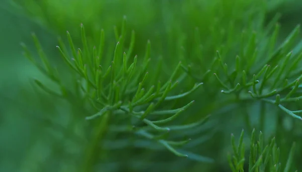 Folhas verdes close-up fundo abstrato — Fotografia de Stock