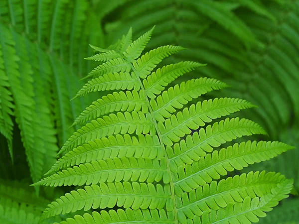 Folha de samambaia verde close-up fundo abstrato — Fotografia de Stock