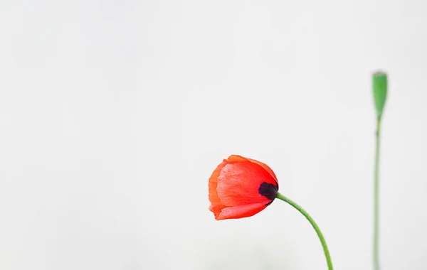 Primo Piano Papavero Rosso Con Una Scatola Semi Sfondo Sfocato — Foto Stock