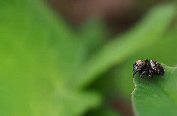 Pequeno cavalo-aranha preto na folha de trevo verde — Fotografia de Stock