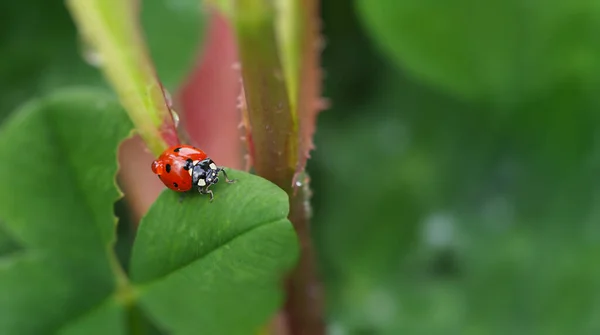 Joaninha vermelha com uma gota de orvalho nas costas em uma folha de trevo verde — Fotografia de Stock