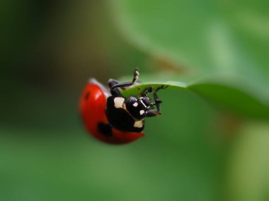 ladybug upside down crawls upside down on a leaf upside down