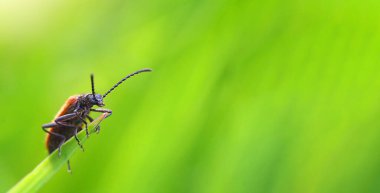 brown beetle on green grass macrophotography