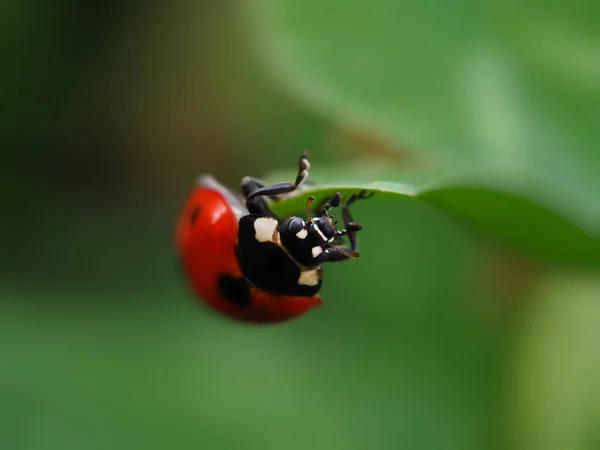 Ladybug upside down crawls upside down on a leaf upside down — Fotografia de Stock