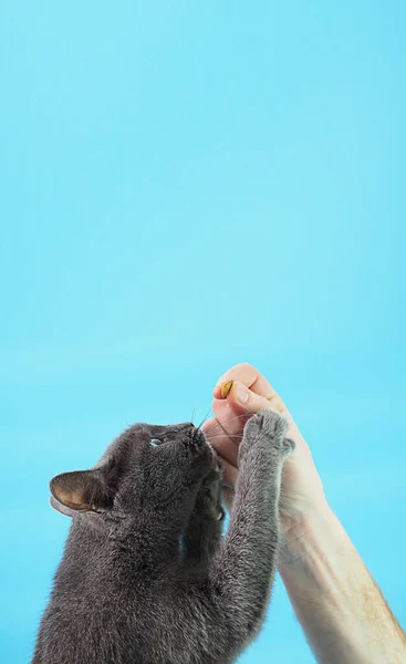 Raça de gato Azul russo em um fundo azul — Fotografia de Stock