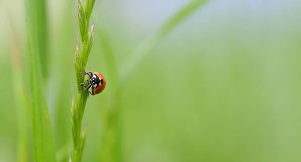 Joaninha em uma lâmina verde de grama — Fotografia de Stock