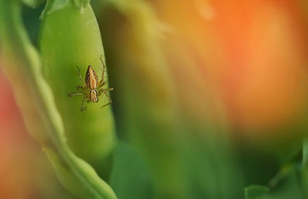 Uma Pequena Aranha Com Patas Cravejadas Senta Uma Vagem Madura — Fotografia de Stock
