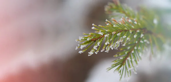 Kerstboom tak in andere close-up — Stockfoto