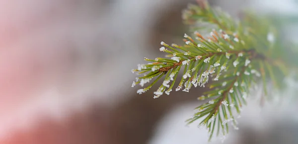 Diğer yakın planda Noel ağacı dalları
