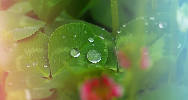 Gocce di rugiada su una foglia di trifoglio verde primo piano orizzontale ampio banner macrofotografia selettiva soft focus e sfondo sfocato — Foto Stock