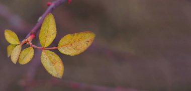 Bir dalda sonbahar yaprakları