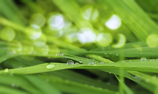 绿草上的雨滴水平宽横幅抽象图像为背景与侧边 — 图库照片