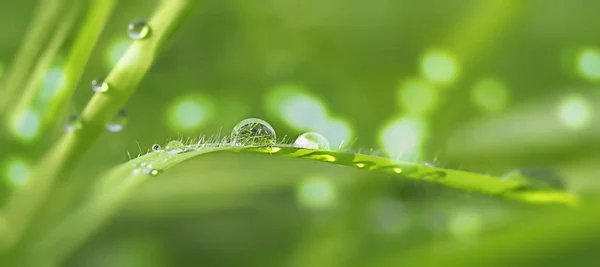 绿草上的雨滴水平宽横幅抽象图像为背景与侧边 — 图库照片