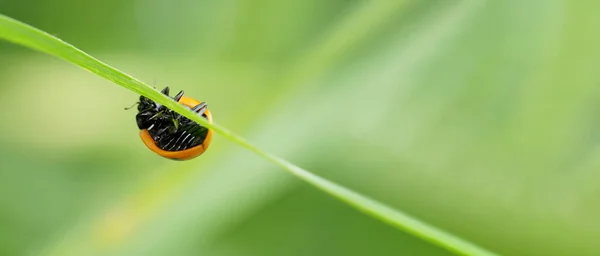 Ladybird Rasteja Cabeça Para Baixo Lâmina Verde Grama Bandeira Larga — Fotografia de Stock