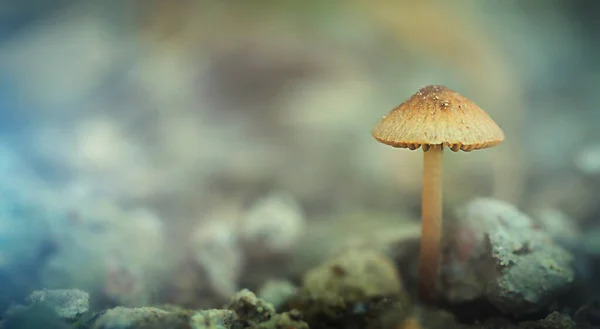 在模糊的背景上 一个不可食用的小真菌 一个秋季水平的宽横幅 有空白处可供阅读 — 图库照片