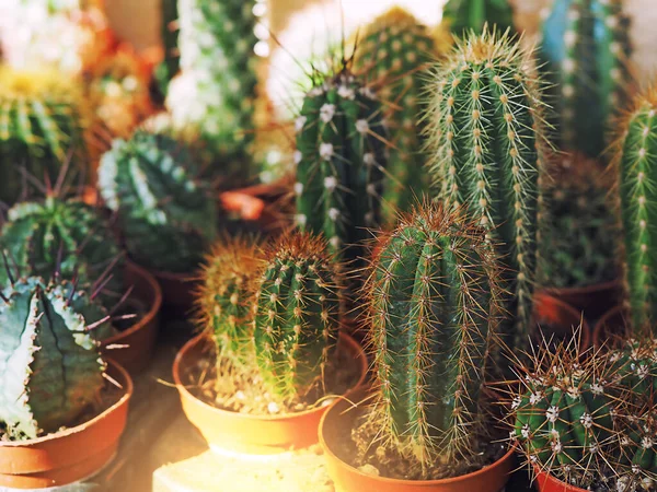 Muchos Pequeños Cactus Espinosos Diferentes Macetas Ventana Una Florería Luz —  Fotos de Stock
