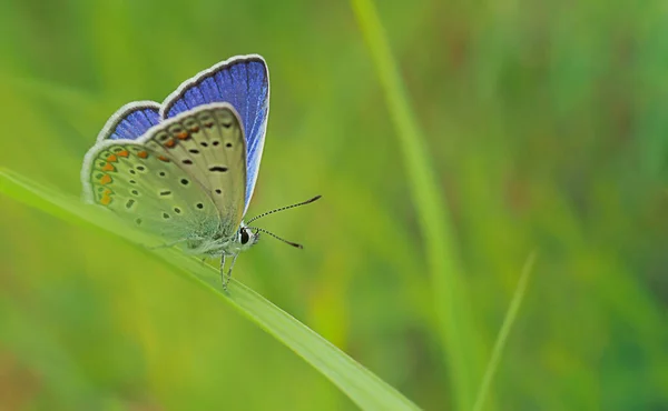 Mavi kanatlı küçük bir kelebek yeşil çimenlerin üzerinde oturur, doğanın ve böceklerin makro bir fotoğrafı, bulanık bir arka planı ve metin için boş alanı olan yatay bir görüntü.