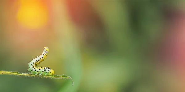 Bir gül testeresinin küçük tırtılı yeşil bir gül yaprağını yer, yatay bir makro fotoğraf ve metin için boş bir alan.