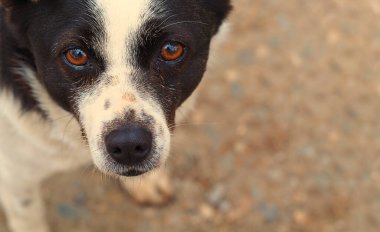 Üremeyen siyah beyaz bir köpeğin ağızlığı.