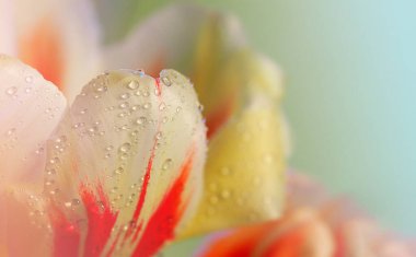 Su damlalı lale çiçeği