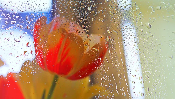 Fiore di tulipano con gocce d'acqua — Foto Stock