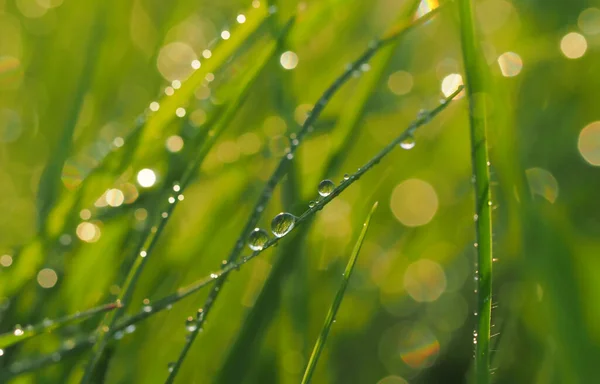 Краплі роси на зеленому лотку трави — стокове фото