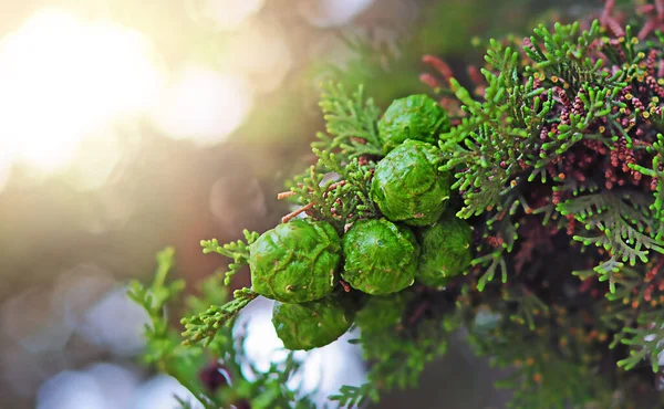 Cones de cipreste verdes em um ramo verde close-up — Fotografia de Stock