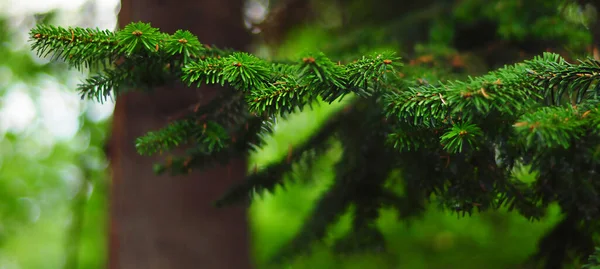 Agulhas de abeto verde close-up — Fotografia de Stock