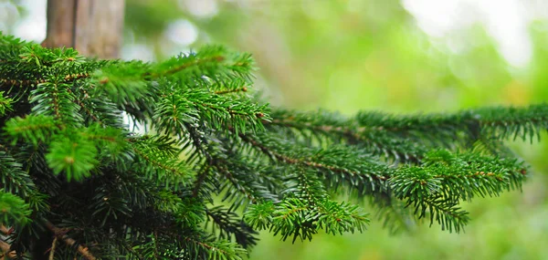 Groene sparren naalden close-up — Stockfoto