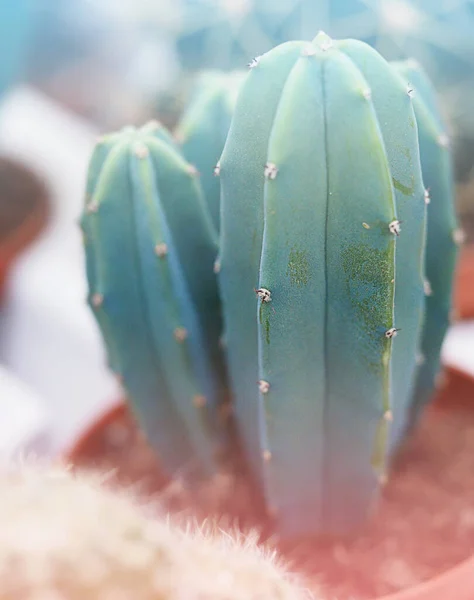 Prickly cactus close-up abstract background — Stock Photo, Image