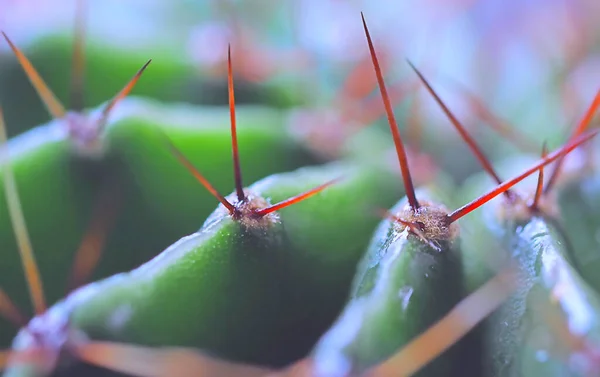 Cactus épineux gros plan fond abstrait — Photo