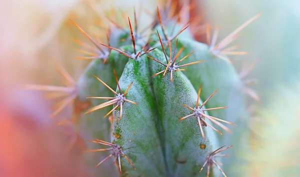 Prickly cactus close-up abstract background Stock Photo