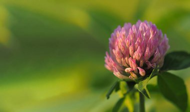 Yeşil bulanık arkaplanda pembe yonca çiçeği, yatay makro fotoğraf ve metin için boş alan