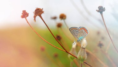 Güvercin kelebeği kurumuş bir çiçeğin üzerinde oturur, arka planı bulanık bir böceğin makro fotoğrafı, defokus, sonbahar yatay fotoğrafı ve metin için boş yeri vardır.
