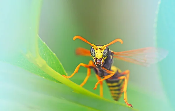 Vespa Senta Uma Folha Verde Foto Macro Inseto Com Fundo — Fotografia de Stock