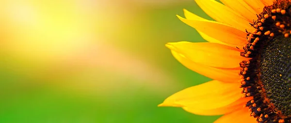 Блукаючий Жовтий Соняшник Крупним Планом Зеленому Фоні Сонячним Світлом Широкий Стокове Зображення