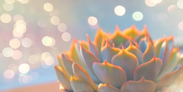 Verde Rosa Succulenta Echeveria Primo Piano Macrofotografia Sfondo Naturale Astratto — Foto Stock