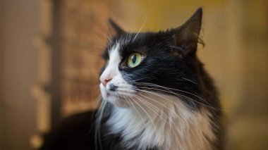 Bulanık bir arka planda sevimli bir kedi portresi. Bulanık bir arka planda ev kedisi. Siyah beyaz kedi portresi. 